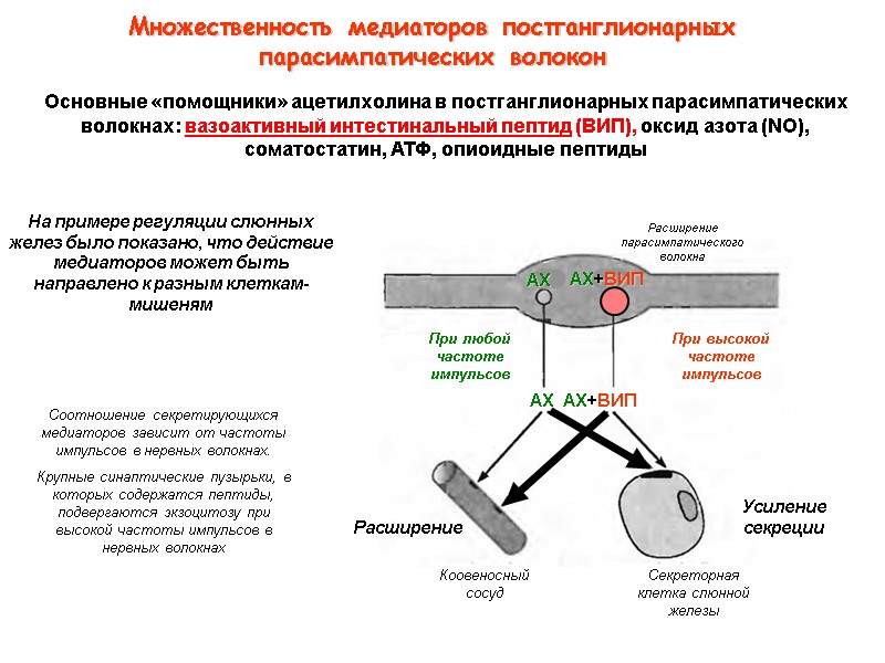 Основные «помощники» ацетилхолина в постганглионарных парасимпатических волокнах: вазоактивный интестинальный пептид (ВИП), оксид азота (NO), Основные «помощники» ацетилхолина в постганглионарных парасимпатических волокнах: вазоактивный интестинальный пептид (ВИП), оксид азота (NO),